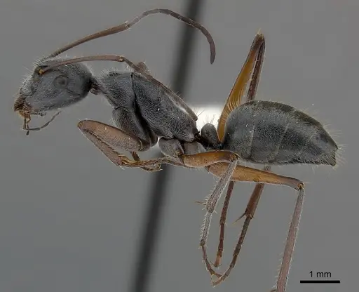 Camponotus cinereus specimen CASENT0217628 image casent0217628_3