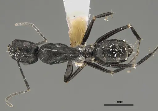 Camponotus cinereus specimen CASENT0887651 image casent0887651_1