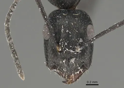 Camponotus cinereus specimen CASENT0887651 image casent0887651_2