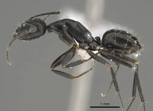 Camponotus cinereus specimen CASENT0887651 image casent0887651_3