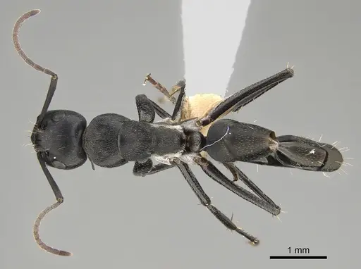 Camponotus cinereus specimen CASENT0887652 image casent0887652_1