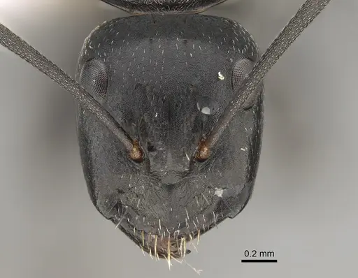 Camponotus cinereus specimen CASENT0887652 image casent0887652_2