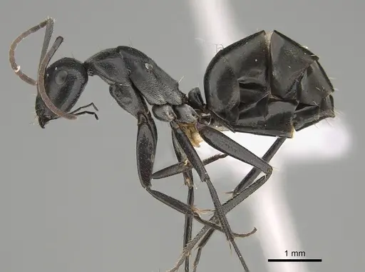 Camponotus cinereus specimen CASENT0887652 image casent0887652_3