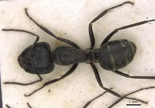 Camponotus cinereus specimen CASENT0906936 image casent0906936_1