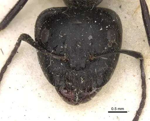 Camponotus cinereus specimen CASENT0906936 image casent0906936_2
