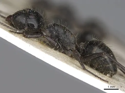 Camponotus cinereus specimen CASENT0906936 image casent0906936_3