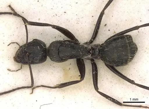 Camponotus cinereus specimen CASENT0906937 image casent0906937_1