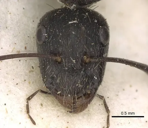 Camponotus cinereus specimen CASENT0906937 image casent0906937_2