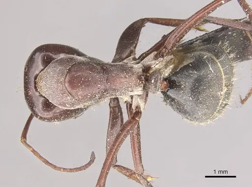 Camponotus cinereus specimen CASENT0910365 image casent0910365_1