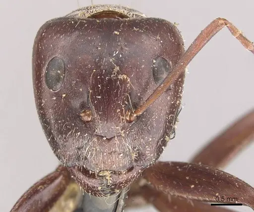 Camponotus cinereus specimen CASENT0910365 image casent0910365_2