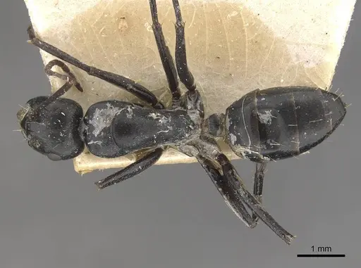 Camponotus cinereus specimen CASENT0910367 image casent0910367_1