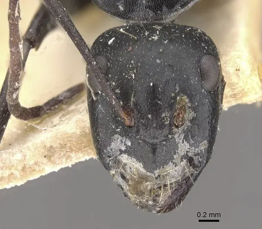 Camponotus cinereus specimen CASENT0910367 image casent0910367_2