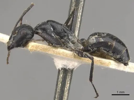 Camponotus cinereus specimen CASENT0910367 image casent0910367_3
