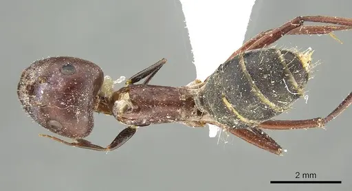 Camponotus cinereus specimen CASENT0915752 image casent0915752_1