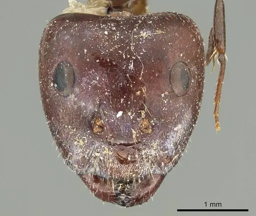 Camponotus cinereus specimen CASENT0915752 image casent0915752_2