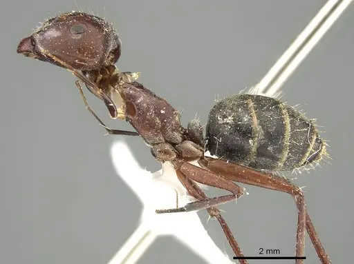 Camponotus cinereus specimen CASENT0915752 image casent0915752_3