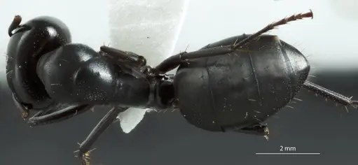 Camponotus cinereus specimen JDM32-000973 image jdm32-000973_1