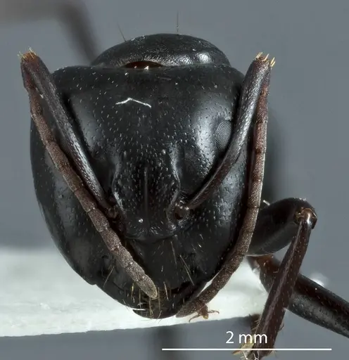 Camponotus cinereus specimen JDM32-000973 image jdm32-000973_2