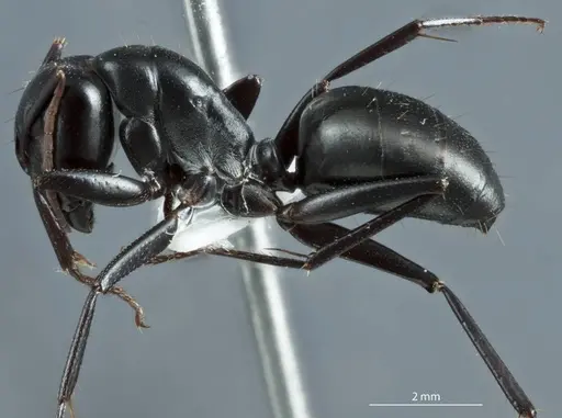 Camponotus cinereus specimen JDM32-000973 image jdm32-000973_3