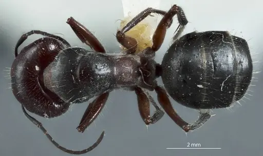Camponotus cinereus specimen JDM32-000990 image jdm32-000990_1