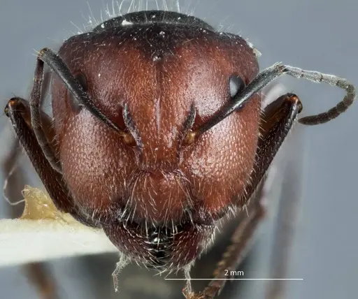 Camponotus cinereus specimen JDM32-000990 image jdm32-000990_2