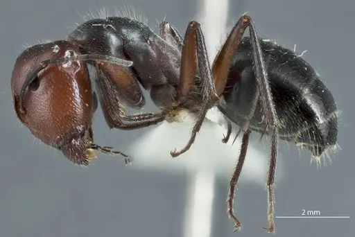 Camponotus cinereus specimen JDM32-000990 image jdm32-000990_3