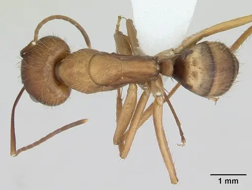 Camponotus cingulatus specimen CASENT0173402 image casent0173402_1