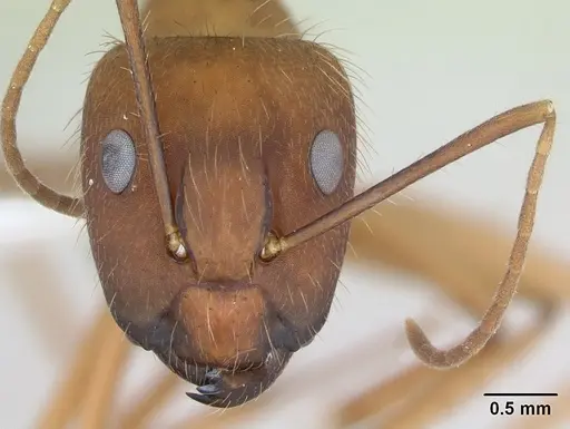 Camponotus cingulatus specimen CASENT0173402 image casent0173402_2