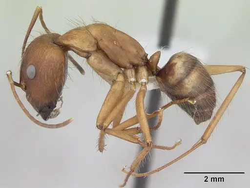 Camponotus cingulatus specimen CASENT0173402 image casent0173402_3