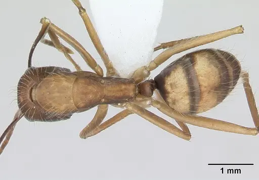 Camponotus cingulatus specimen CASENT0173403 image casent0173403_1