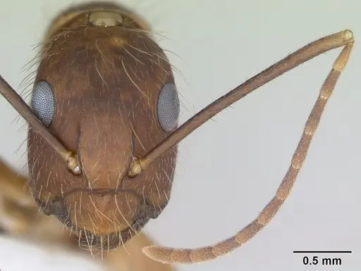 Camponotus cingulatus specimen CASENT0173403 image casent0173403_2