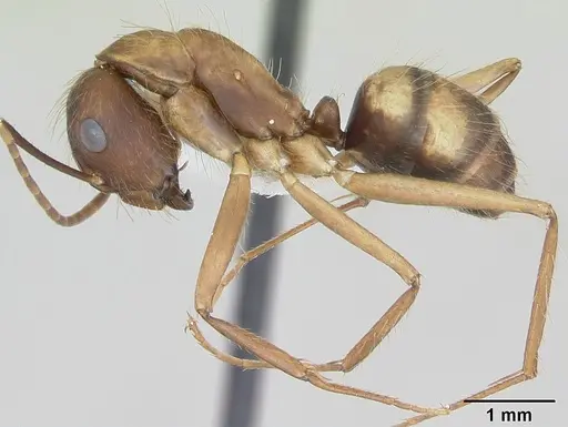 Camponotus cingulatus specimen CASENT0173403 image casent0173403_3