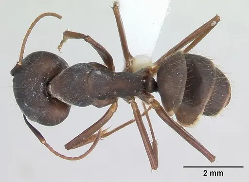 Camponotus cingulatus specimen CASENT0173404 image casent0173404_1