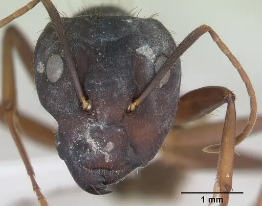 Camponotus cingulatus specimen CASENT0173404 image casent0173404_2