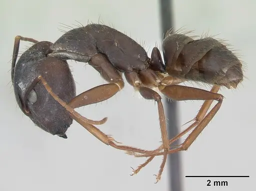 Camponotus cingulatus specimen CASENT0173404 image casent0173404_3