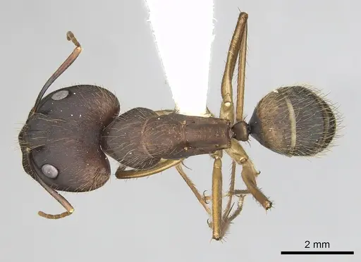 Camponotus cingulatus specimen CASENT0249353 image casent0249353_1