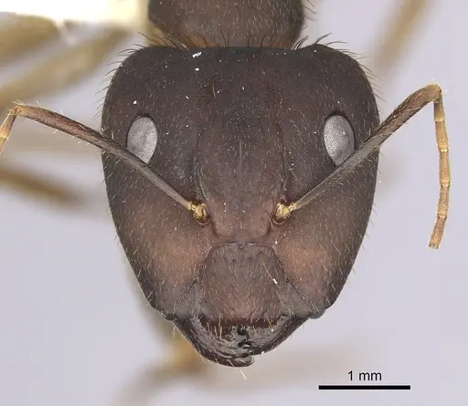 Camponotus cingulatus specimen CASENT0249353 image casent0249353_2