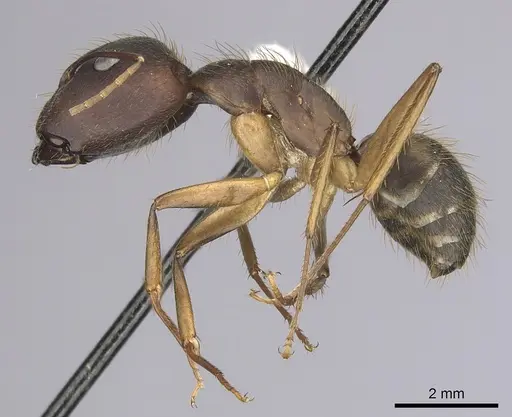 Camponotus cingulatus specimen CASENT0249353 image casent0249353_3