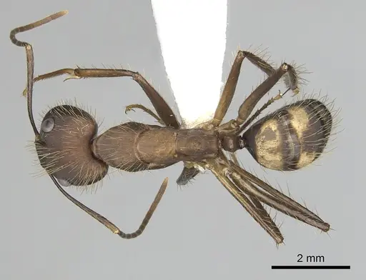 Camponotus cingulatus specimen CASENT0249356 image casent0249356_1