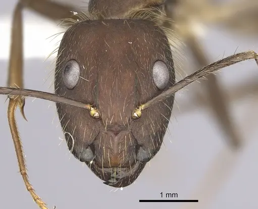 Camponotus cingulatus specimen CASENT0249356 image casent0249356_2