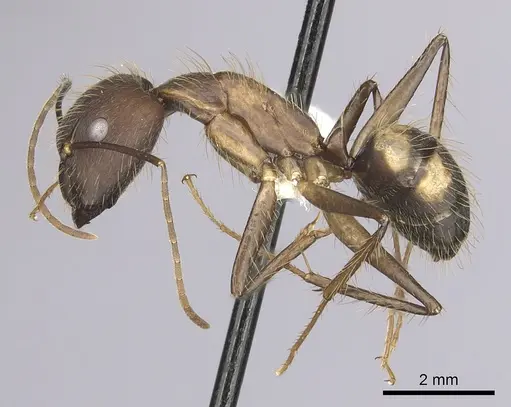 Camponotus cingulatus specimen CASENT0249356 image casent0249356_3
