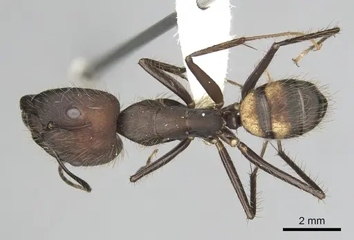 Camponotus cingulatus specimen CASENT0249357 image casent0249357_1