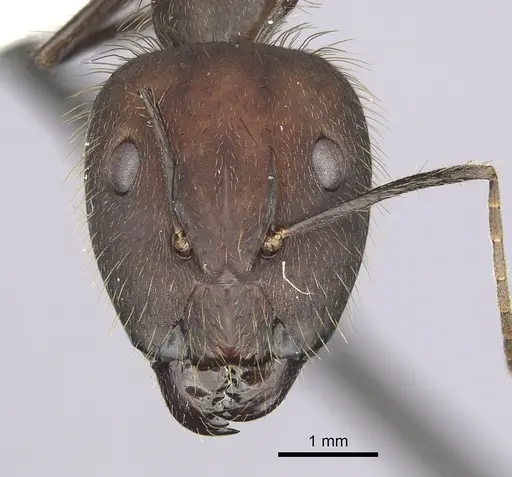 Camponotus cingulatus specimen CASENT0249357 image casent0249357_2