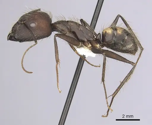 Camponotus cingulatus specimen CASENT0249357 image casent0249357_3