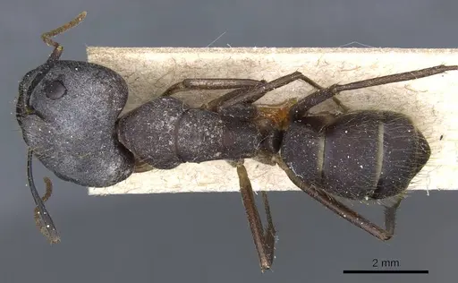 Camponotus cingulatus specimen CASENT0905368 image casent0905368_1