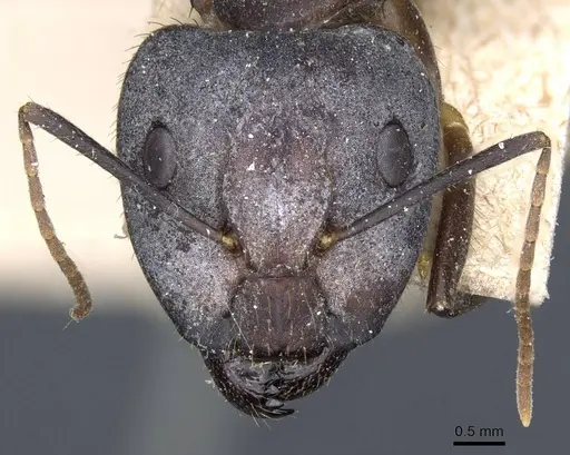 Camponotus cingulatus specimen CASENT0905368 image casent0905368_2