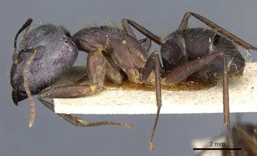 Camponotus cingulatus specimen CASENT0905368 image casent0905368_3