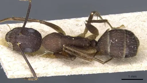 Camponotus cingulatus specimen CASENT0905369 image casent0905369_1