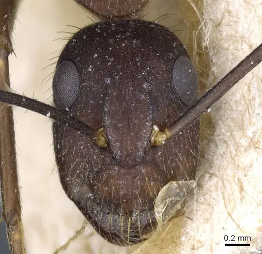Camponotus cingulatus specimen CASENT0905369 image casent0905369_2