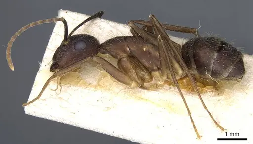 Camponotus cingulatus specimen CASENT0905369 image casent0905369_3